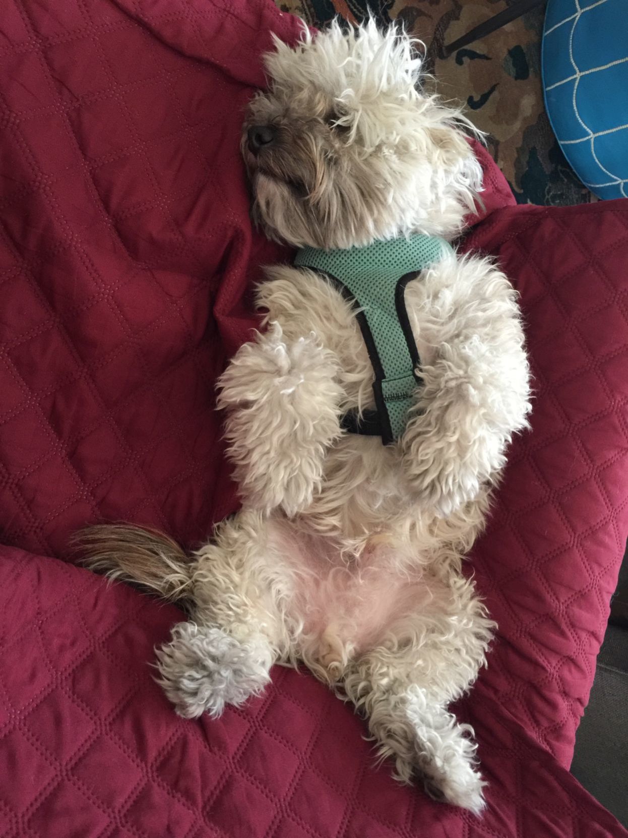 Frankie